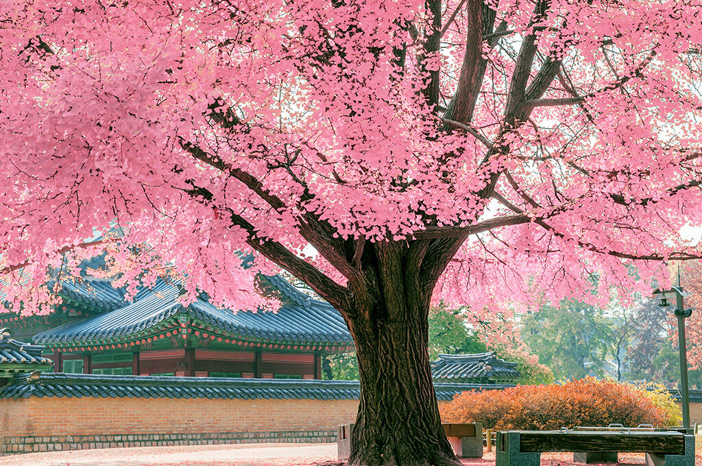 Japan Holidays,Best Long-Haul Destinations from the UK-VGUK Blog