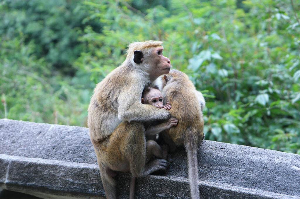 A family of monkeys in a natural setting, a reminder to maintain distance and follow safety guidelines—an essential part of understanding is sri lanka safe for solo female travellers.