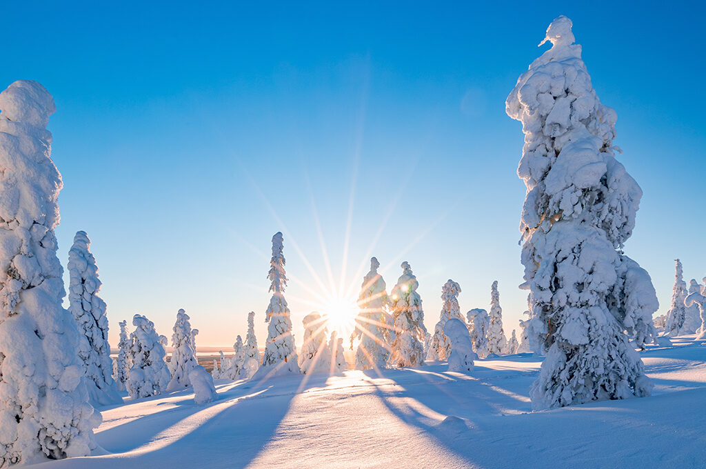 Magical winter wonderland landscape featuring snow-covered pine trees and a bright sunburst shining through the horizon in Lapland is one of the most popular holiday destinations.