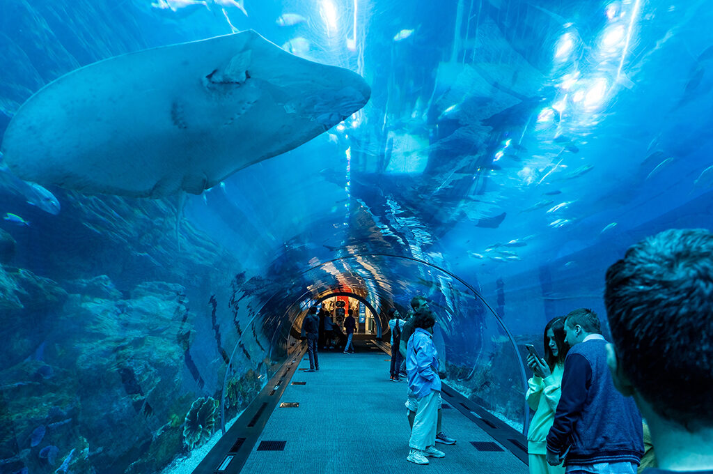 Dubai Aquarium underwater Zoo Tunnel,Best Things to Do in Dubai with Kids-VGUK Blog