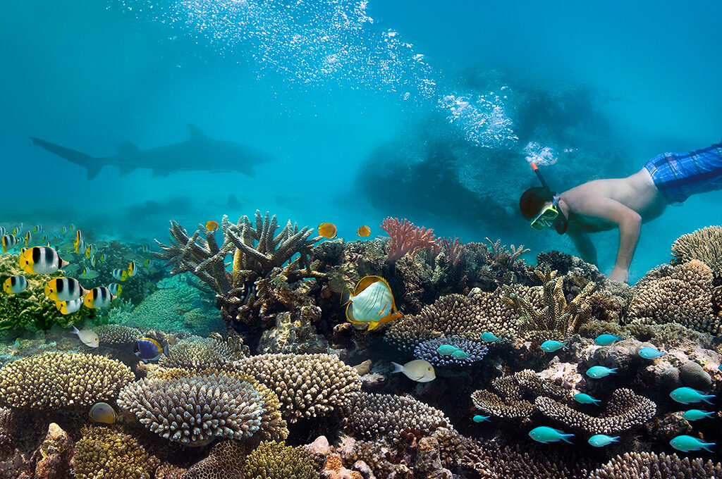 Snorkelling Coral Reef Maldives,Things to Do in Maldives - VGUK Blog
