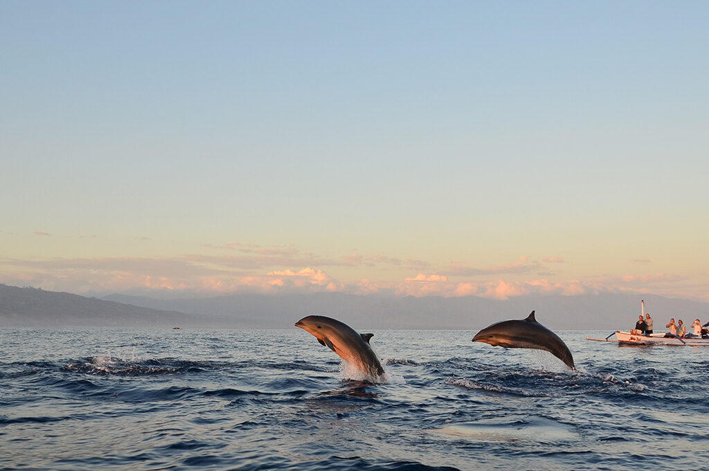 Spinner Dolphins,Things to Do in Maldives - VGUK Blog