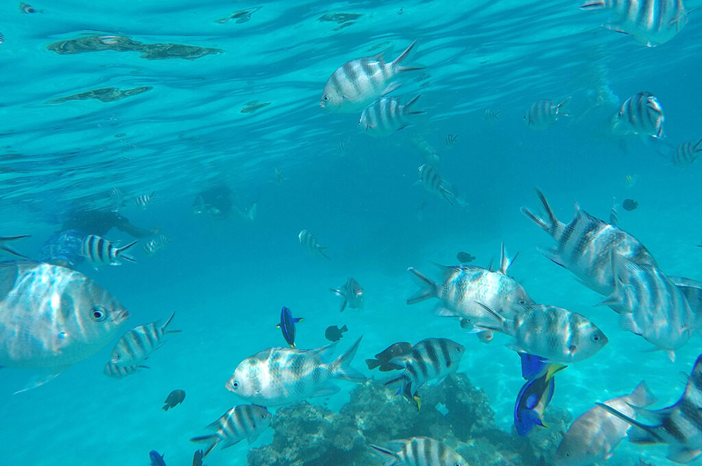 Mnemba Atoll snorkelling turtle coral reef,Best Beaches in Zanzibar - VGUK Blog