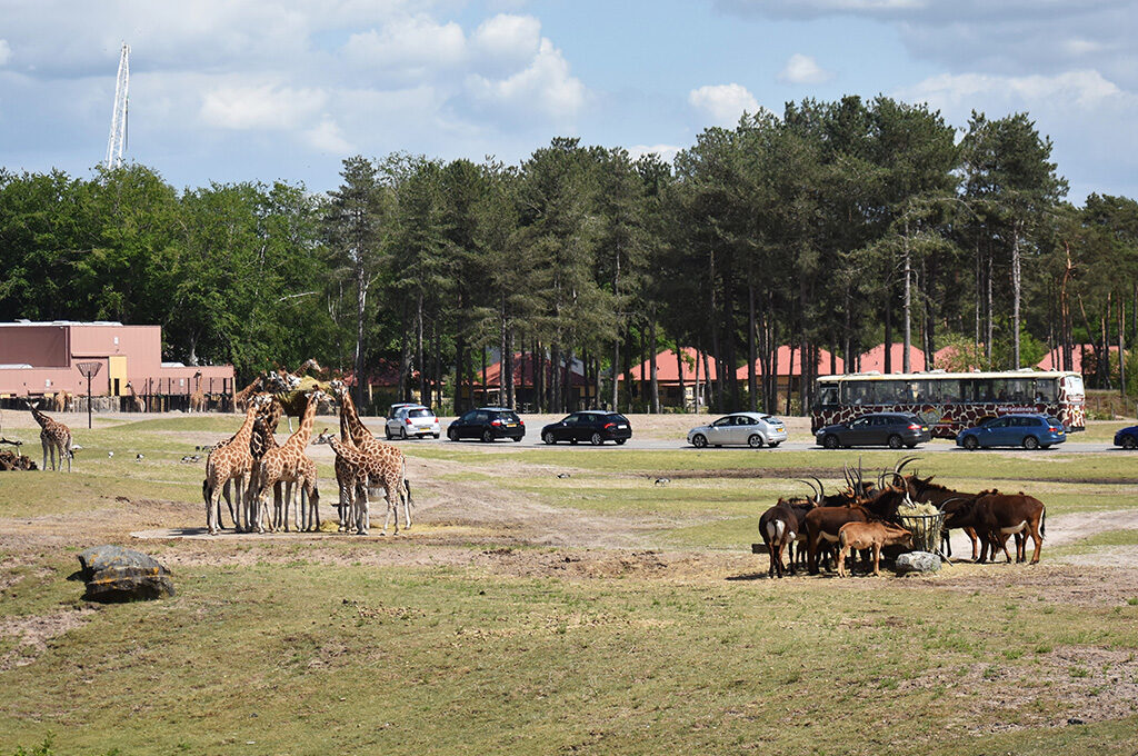 Safari drive-through viewing giraffes and wildlife at Beekse Bergen Safari Park in North Brabant - best-value places to visit in Netherlands with family by car, boat or on foot.