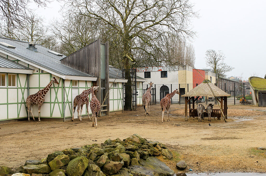 Giraffes in enclosure at ARTIS Amsterdam Royal Zoo, one of the most popular places to visit in Netherlands with family combining zoo, aquarium and planetarium attractions.