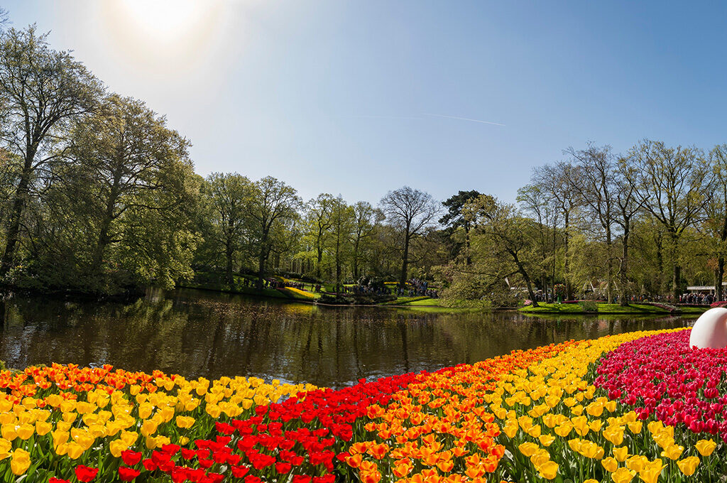 Vibrant multicolored tulip field at Keukenhof with water and trees - iconic seasonal places to visit in Netherlands with family during spring bloom from March to May.