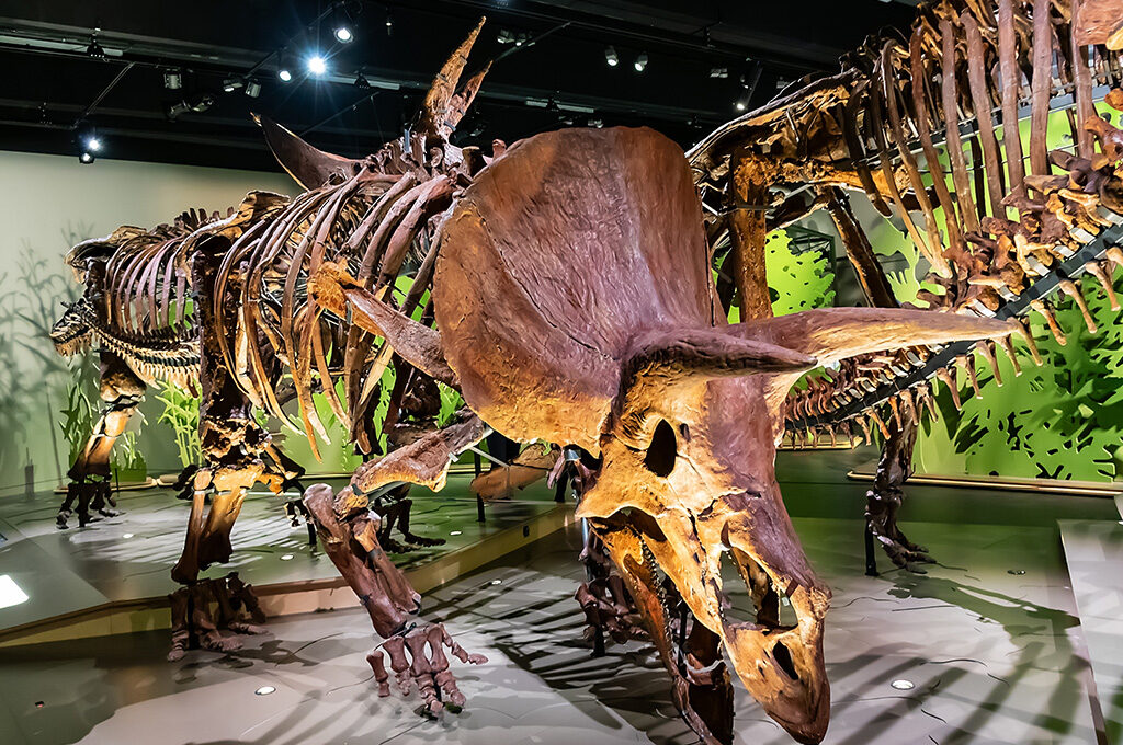 Large dinosaur skeleton fossil in Naturalis Leiden natural history museum - engaging places to visit in Netherlands with family just a short train ride from Amsterdam.