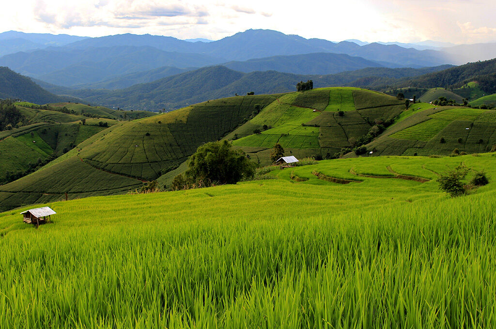 Lush green rice terraces,Best Time to Visit Thailand - VGUK Blog